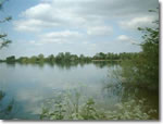 Coarse fishing clubs in Wiltshire - Ashton Keynes Angling Club - Large Lake