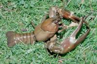 Alien Invaders, the American Signal Crayfish