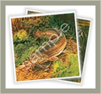 WIN a pair of hand printed, limited edition fish prints