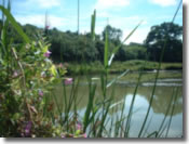 Keysham Angling Association - Century 'Old' Pond
